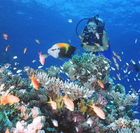 Drop Zone Dive Site - Northern Rivers Accommodation