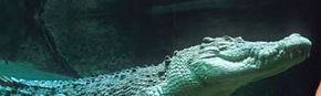Territory Wildlife Park - Northern Rivers Accommodation 3
