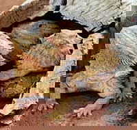 Alice Springs Reptile Centre - Northern Rivers Accommodation