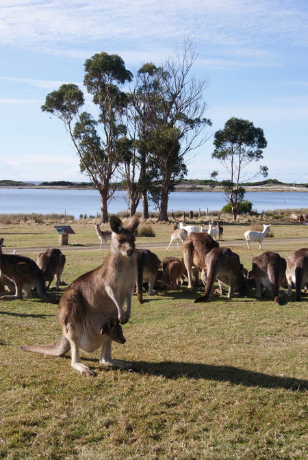 East Coast Natureworld - Northern Rivers Accommodation 1