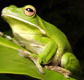 The Rainforest Habitat - Northern Rivers Accommodation