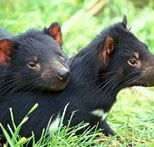 Great Oak Holdings Pty Ltd - Northern Rivers Accommodation