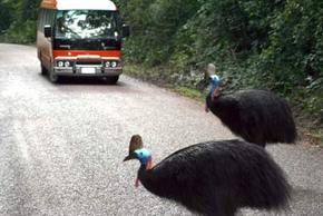 Kookaburra Tours - Northern Rivers Accommodation 0