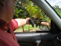 Mount Tamborine Winery & Homestead - Northern Rivers Accommodation 1
