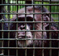 Rockhampton Zoo - Northern Rivers Accommodation