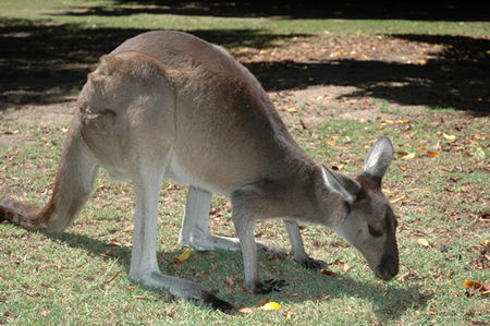Bunbury Wildlife Park - Northern Rivers Accommodation 1