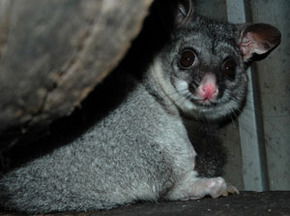 Bunbury Wildlife Park - Northern Rivers Accommodation 2