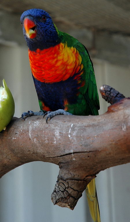 Bunbury Wildlife Park - Northern Rivers Accommodation 3