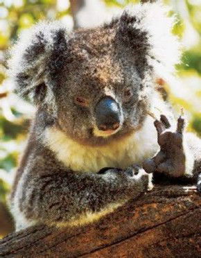 Gorge Wildlife Park - Northern Rivers Accommodation 0