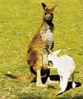 Gorge Wildlife Park - Northern Rivers Accommodation 1