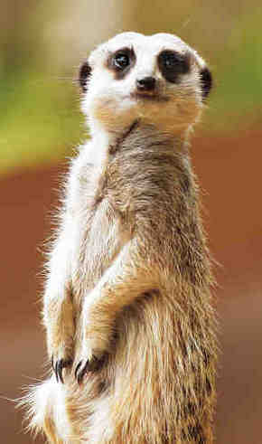 Gorge Wildlife Park - Northern Rivers Accommodation 2