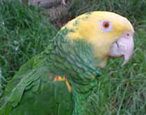 Gorge Wildlife Park - Northern Rivers Accommodation 3