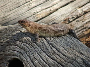 Kyabram Fauna Park - Northern Rivers Accommodation 2