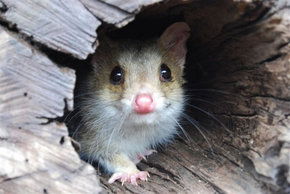 Kyabram Fauna Park - Northern Rivers Accommodation 3
