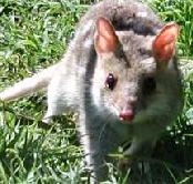 Urimbirra Wildlife Park - Northern Rivers Accommodation