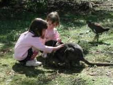 Urimbirra Wildlife Park - Northern Rivers Accommodation 1