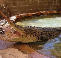 Wyndham Zoological Gardens and Crocodile Park - Northern Rivers Accommodation