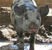 Wagga Wagga Zoo - Northern Rivers Accommodation