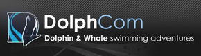Dolphcom - Dolphin & Whale Swimming Adventures - Northern Rivers Accommodation 0