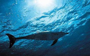 Dolphcom - Dolphin & Whale Swimming Adventures - Northern Rivers Accommodation 1
