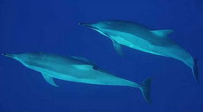 Dolphcom - Dolphin & Whale Swimming Adventures - Northern Rivers Accommodation 3