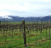 Kinloch Wines - Northern Rivers Accommodation