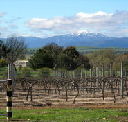 Buller View Wines - Northern Rivers Accommodation