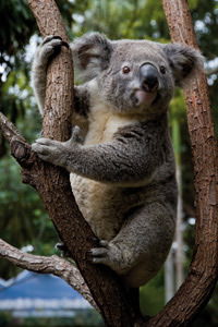 Currumbin Wildlife Sanctuary - Northern Rivers Accommodation 1