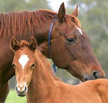 Blue Gum Farm - Northern Rivers Accommodation