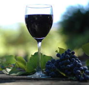 Lion Mill Vineyards - Northern Rivers Accommodation