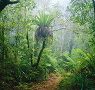 Lamington National Park and OReillys - Northern Rivers Accommodation