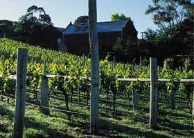 Goona Warra Vineyard - Northern Rivers Accommodation 1