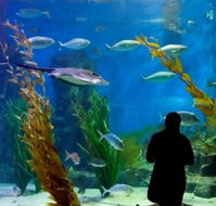 Melbourne Aquarium - Northern Rivers Accommodation