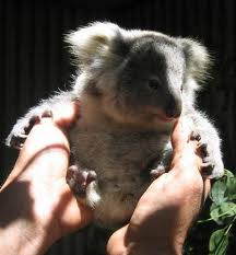Koala Park Sanctuary - Northern Rivers Accommodation 1