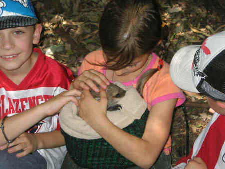 Koala Park Sanctuary - Northern Rivers Accommodation 3