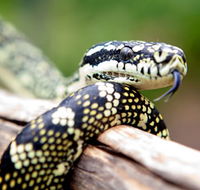 Reptile Encounters - Northern Rivers Accommodation