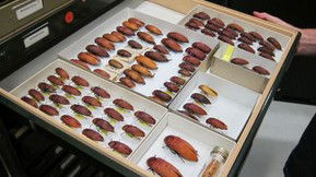 Western Australian Museum - Northern Rivers Accommodation 1
