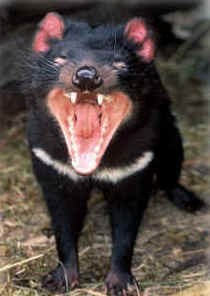Zoo Doo Wildlife Park - Northern Rivers Accommodation 4