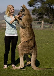 Zoo Doo Wildlife Park - Northern Rivers Accommodation 5