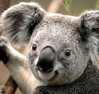 Potoroo Palace - Northern Rivers Accommodation