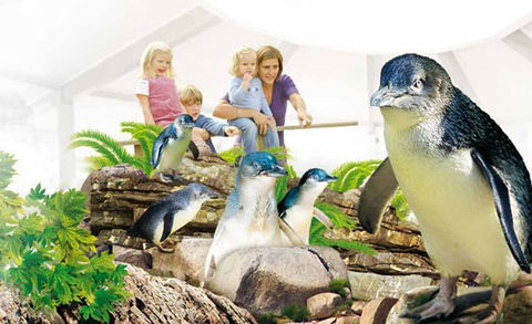 Manly SEA LIFE Sanctuary - Northern Rivers Accommodation 1