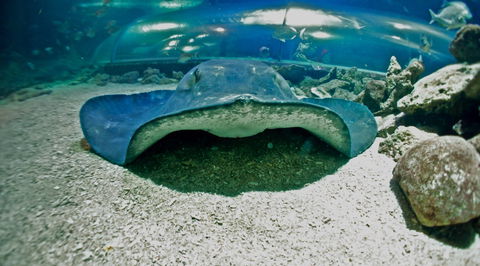 Manly SEA LIFE Sanctuary - Northern Rivers Accommodation 3