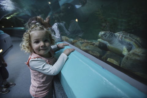 Manly SEA LIFE Sanctuary - Northern Rivers Accommodation 4