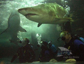 Manly SEA LIFE Sanctuary - Northern Rivers Accommodation 5