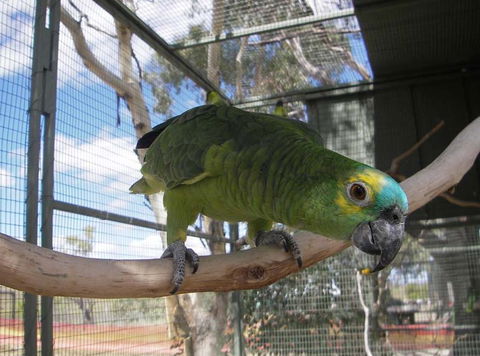 Darling Downs Zoo - Northern Rivers Accommodation 1