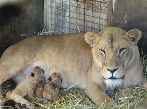 Darling Downs Zoo - Northern Rivers Accommodation 2