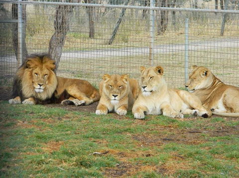 Darling Downs Zoo - Northern Rivers Accommodation 4