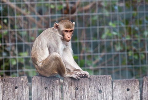 Darling Downs Zoo - Northern Rivers Accommodation 5