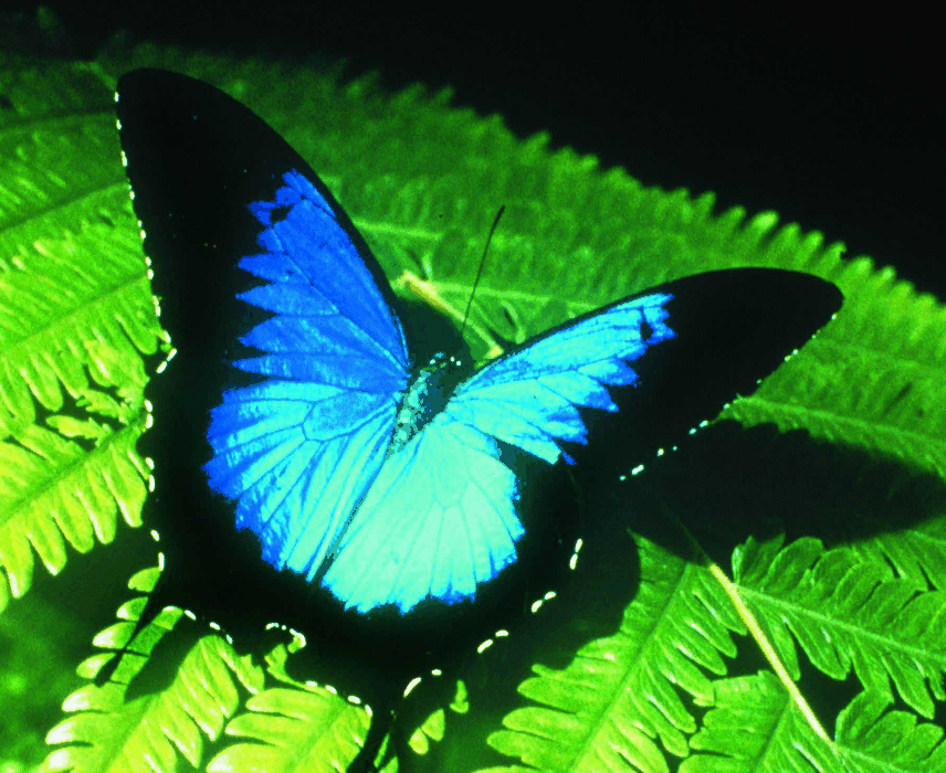 Australian Butterfly Sanctuary - Northern Rivers Accommodation