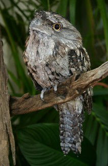 Currumbin Wildlife Sanctuary - Northern Rivers Accommodation 2